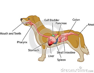 Digestive system of the dog anatomy Vector Illustration