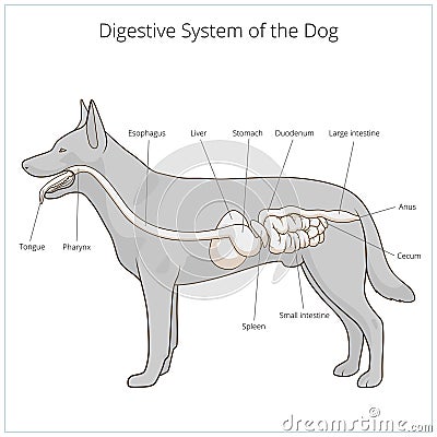 Digestive System Of The Dog Vector Illustration Stock Vector - Image