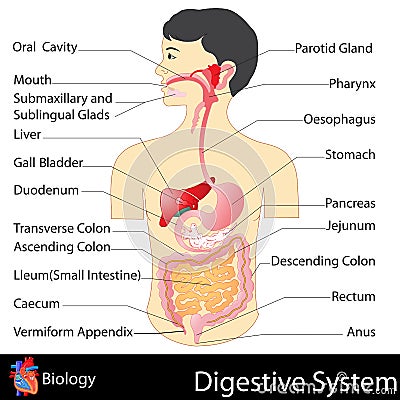 Digestive System Vector Illustration