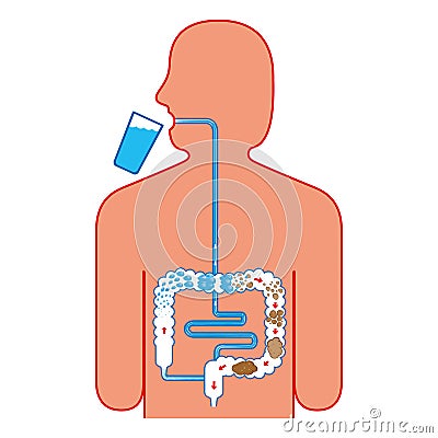 Digestive system, and fecal bolus formation and elimination Vector Illustration