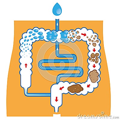 Digestive system, and fecal bolus formation and elimination Vector Illustration