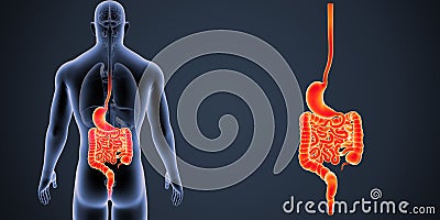 Stomach and Intestine zoom with Organs Posterior view Stock Photo