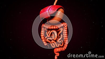 Digestive system Stock Photo