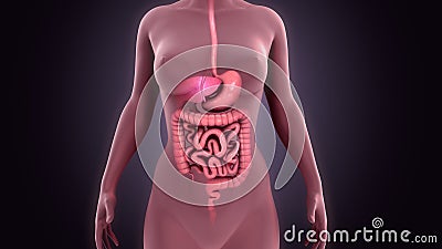 Digestive System Stock Photo