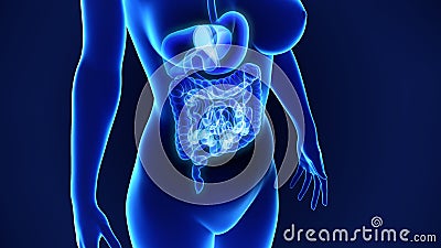 Digestive System Stock Photo