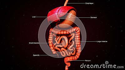 Digestive system Stock Photo