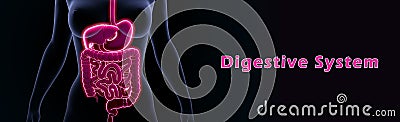 Digestive system Stock Photo