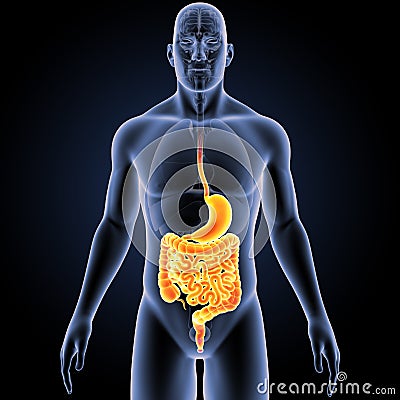 Stomach and Intestine with Organs Anterior view Stock Photo