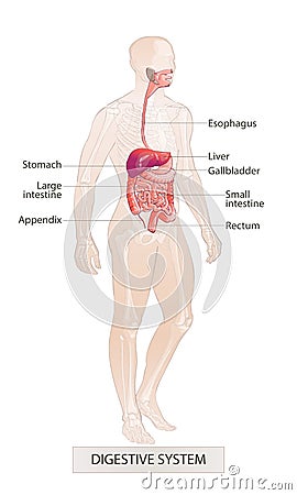 Digestive system. Human body parts. Man anatomy. Hand drown vector sketch illustration isolated Vector Illustration