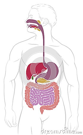 Digestive System Gastrointestinal Tract Diagram Vector Illustration