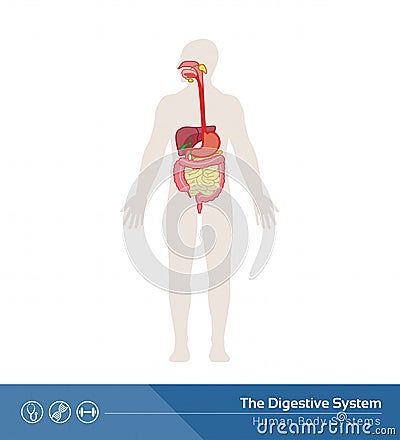 The digestive system Vector Illustration