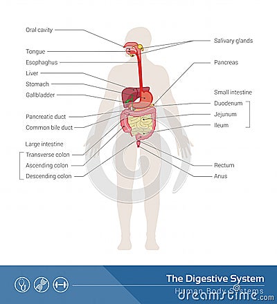 The digestive system Vector Illustration