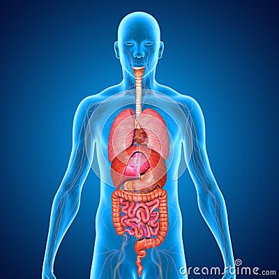 Digestive system Stock Photo