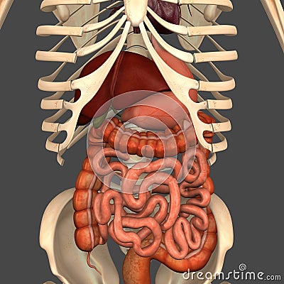 Digestive system Stock Photo