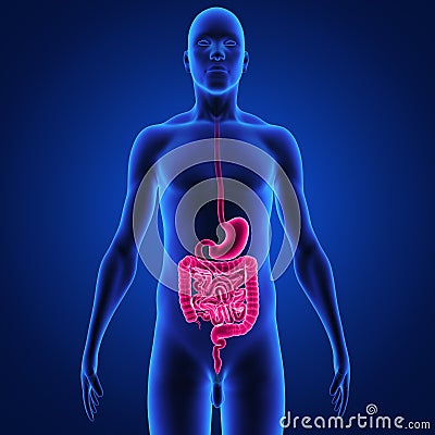 Digestive system Stock Photo