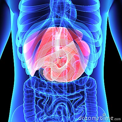 Digestive system Stock Photo