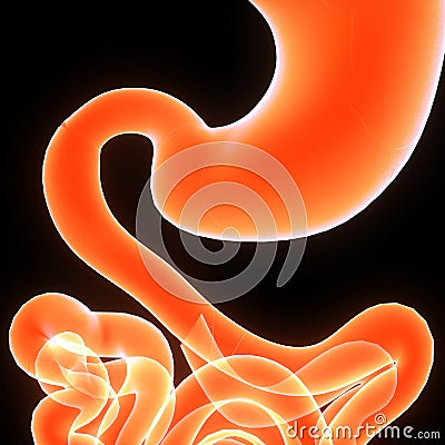 Digestive system Stock Photo