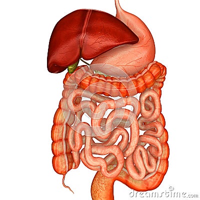 Digestive system Stock Photo