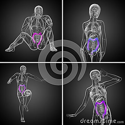 digestive system large intestine Stock Photo