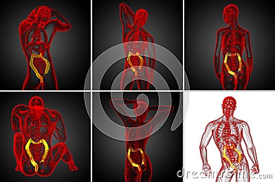 Digestive system large intestine Stock Photo