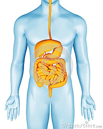 Digestive system on man anatomical 3d body illustration. Stomach, intestines and other internal organs. Cartoon Illustration