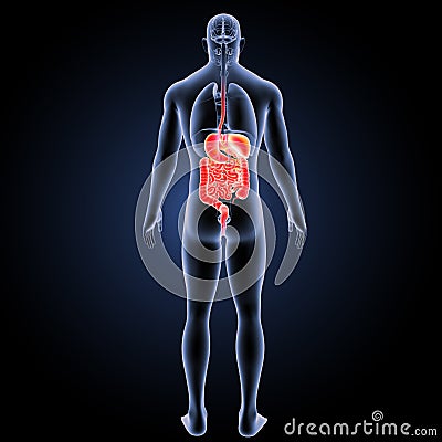 Digestive system with organs posterior view Stock Photo