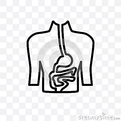 Digestive System vector linear icon isolated on transparent background, Digestive System transparency concept can be used for web Vector Illustration