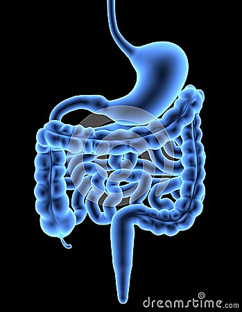 Digestive System / X-ray effect Stock Photo