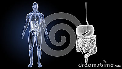 Digestive system zoom with anatomy anterior view Stock Photo