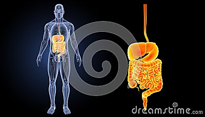 Digestive system zoom with anatomy anterior view Stock Photo