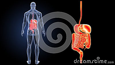 Digestive system zoom with anatomy posterior view Stock Photo