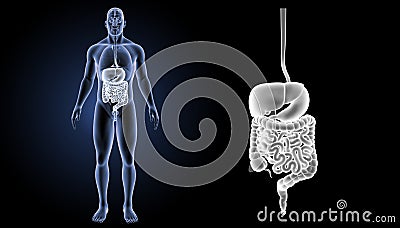 Digestive system zoom with organs anterior view Stock Photo