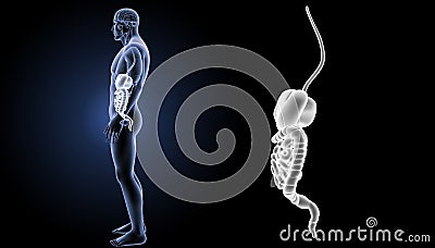 Digestive system zoom with organs lateral view Stock Photo