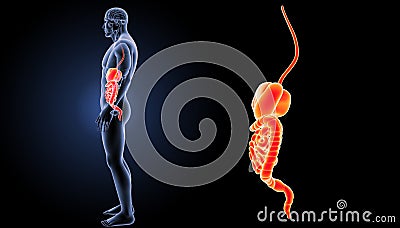 Digestive system zoom with organs lateral view Stock Photo