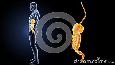 Digestive system zoom with organs lateral view Stock Photo