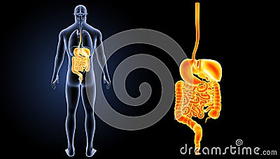 Digestive system zoom with organs posterior view Stock Photo