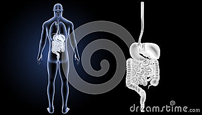 Digestive system zoom with organs posterior view Stock Photo