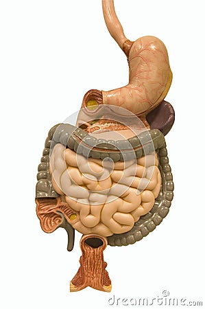 Digestive track Stock Photo