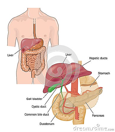 Digestive tract Stock Photo