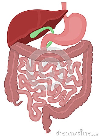 Digestive tract of a human Stock Photo