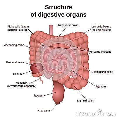 Digestive tract image intestine Vector Illustration