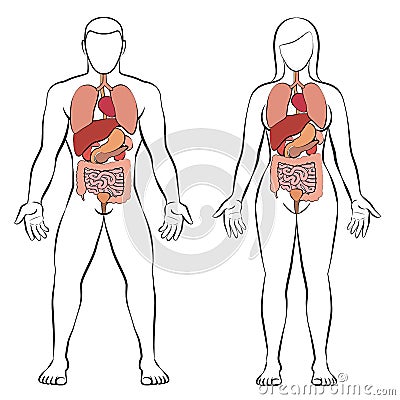 Digestive Tract Internal Organs Man Woman Couple Vector Illustration