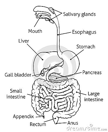Digestive Tract System Illustration Vector Illustration