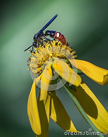 A digger wasp arched over a bright yellow flower Stock Photo