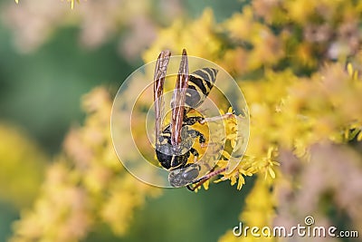 Digger-wasp Stock Photo