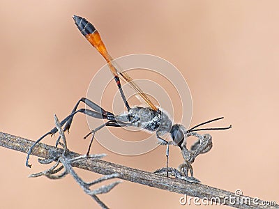 Digger Wasp On Dried Stem Stock Photo