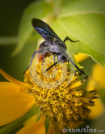 A digger wasp feeds on a bright yellow daisy flower in a meadow Stock Photo