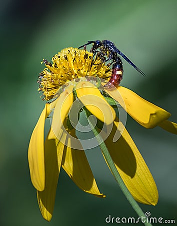 A digger wasp in profile works on a yellow flower Stock Photo