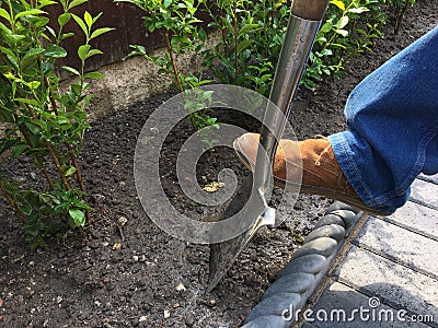 Digging garden with spade Stock Photo