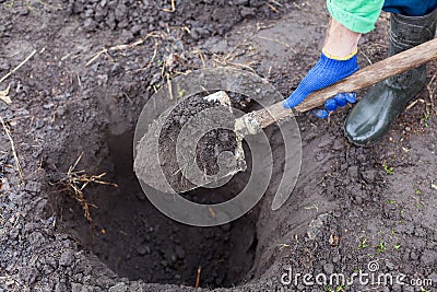 Digging the hole for planting bush in garden Stock Photo